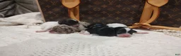 Chihuahua dogs for sale: Zorro - Ad 3