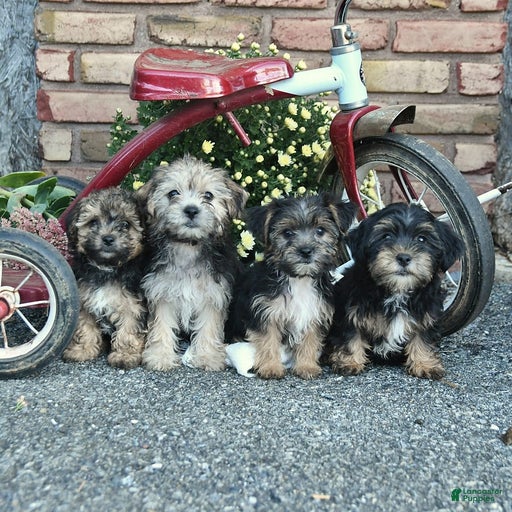 Gallery Image {{count}}