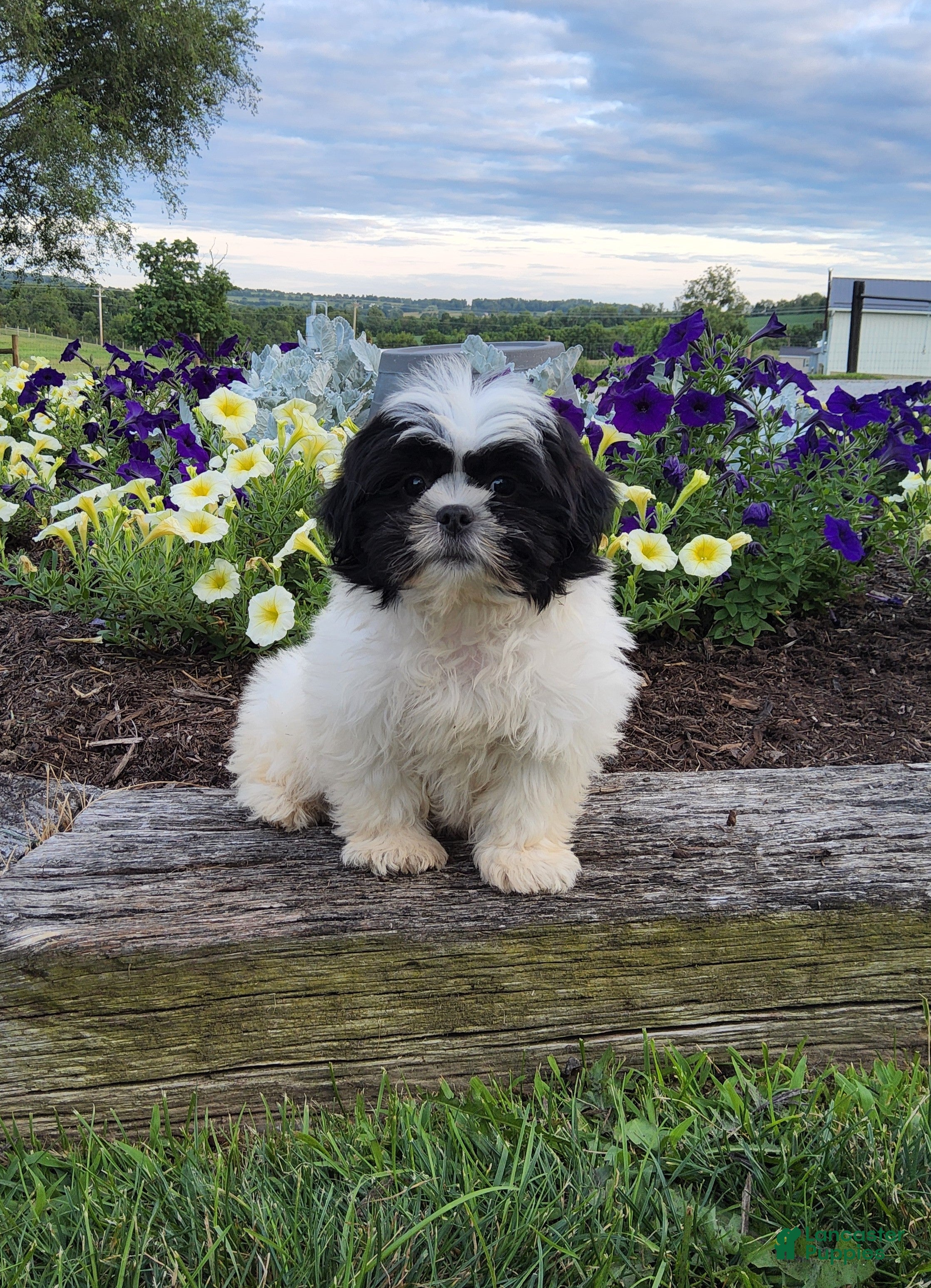 Shih Tzu dogs Theo - Ad 1