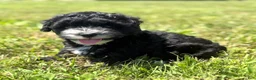 Mixed Breed dogs for sale: Harper - Ad 2