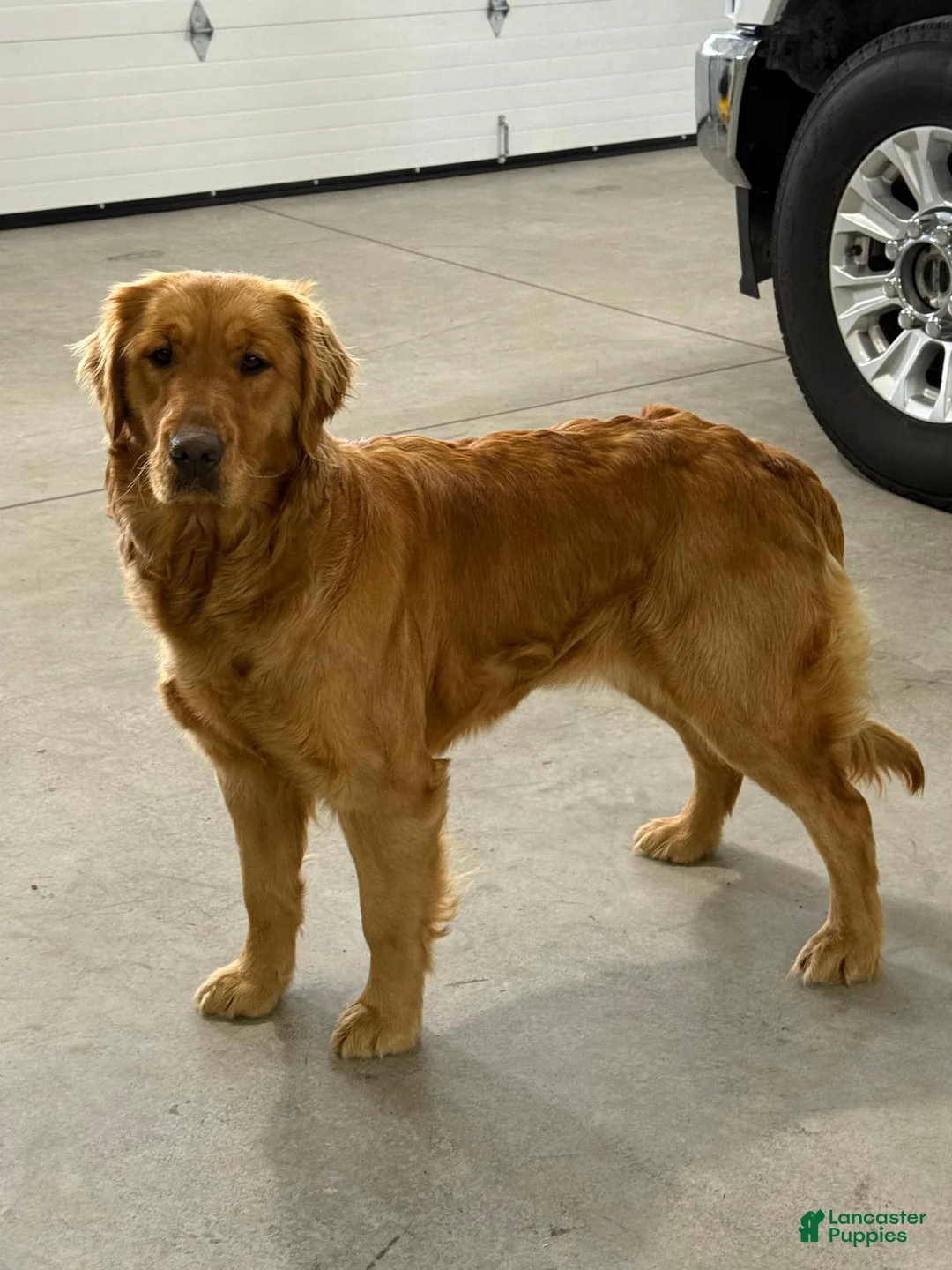 Golden Retriever dogs for sale: Neo - Ad 8