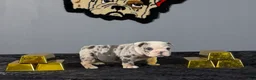 English Bulldog dogs for sale: English Bulldog 2 - Ad 3