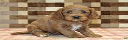 Cavapoo dogs for sale: Fairy - Ad 4