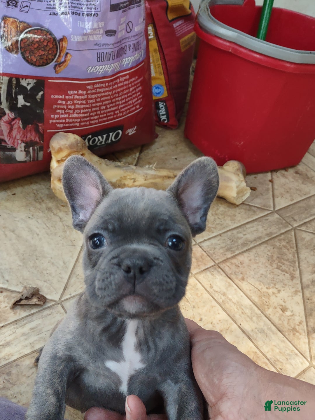 French Bulldog dogs for sale: Puppy 2 - We Leave The Naming To The New Parents - Ad 2
