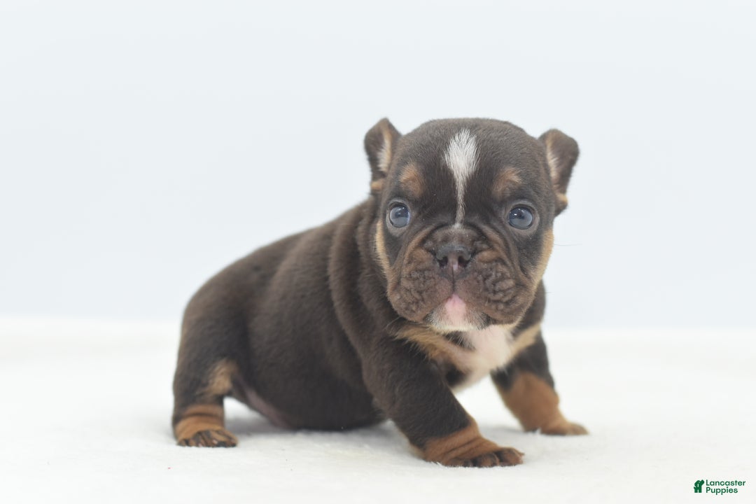 Mixed Breed dogs for sale: Kong micro bully hybrid  - Ad 35