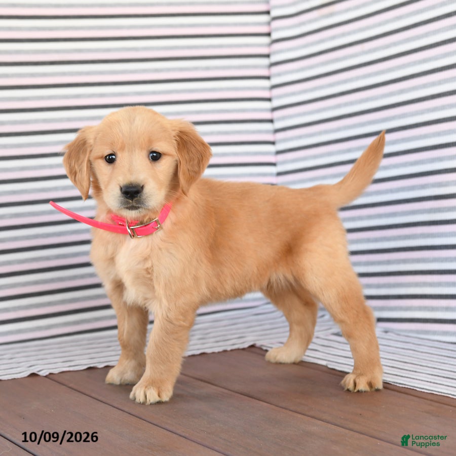 Golden Retriever dogs Daisy - Ad 2