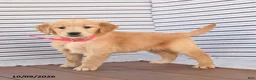 Golden Retriever dogs for sale: Daisy - Ad 2