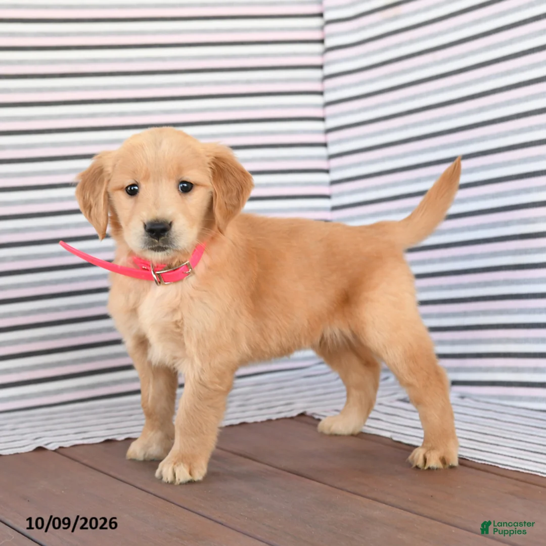 Golden Retriever dogs for sale: Daisy - Ad 2