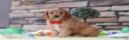Cavapoo dogs for sale: Clyde - Ad 5