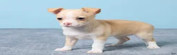 Chihuahua dogs for sale: Cally - Ad 5