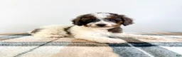 Bernedoodle dogs for sale: Margo - Ad 4