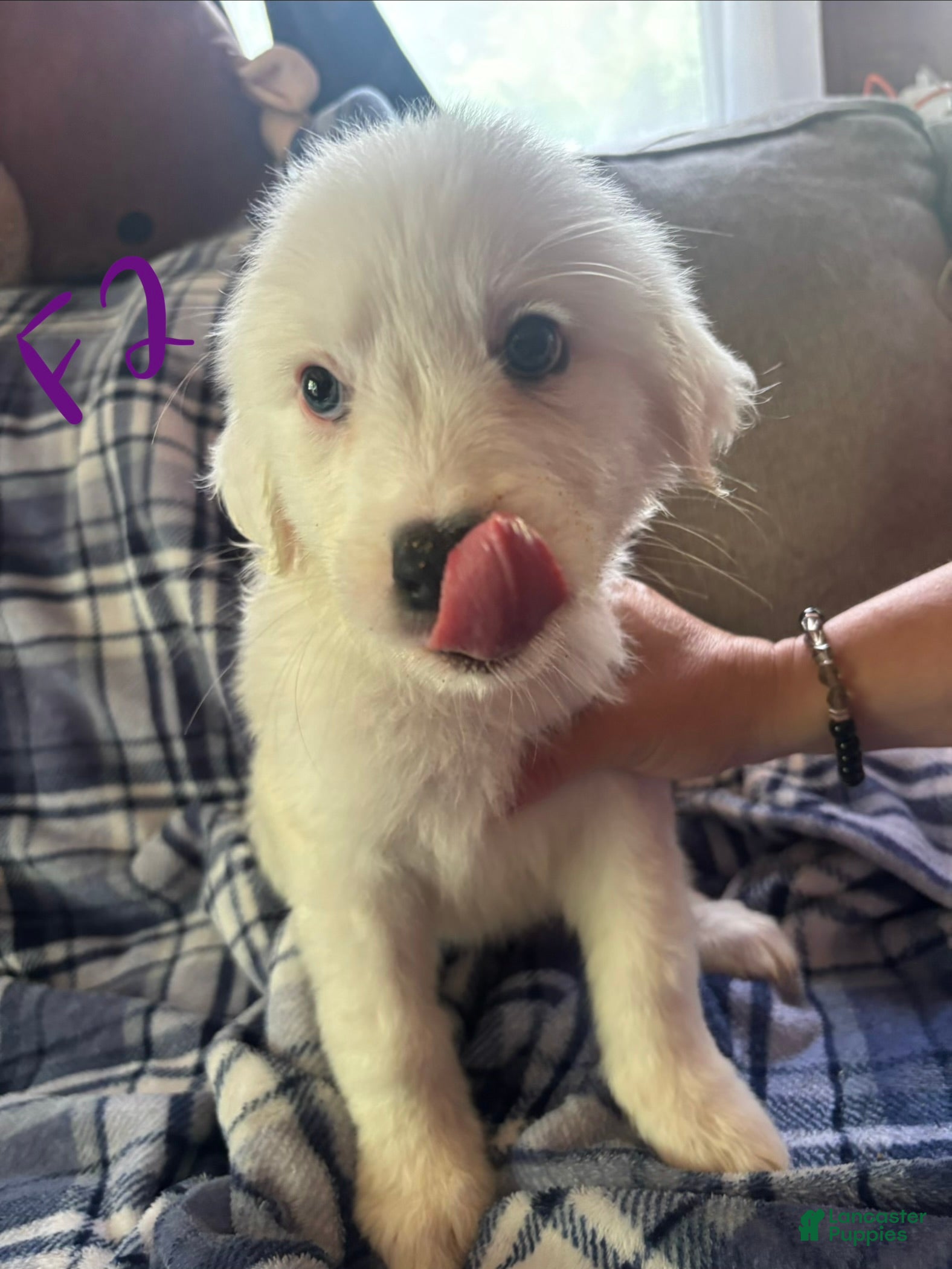 Great Pyrenees dogs Apollo - Ad 2