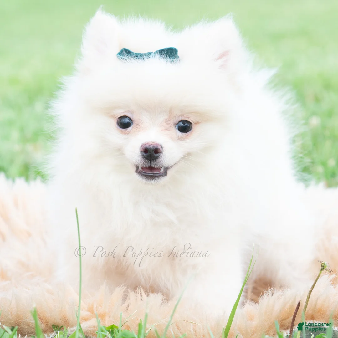 Pomeranian dogs for sale: Frost - Ad 1