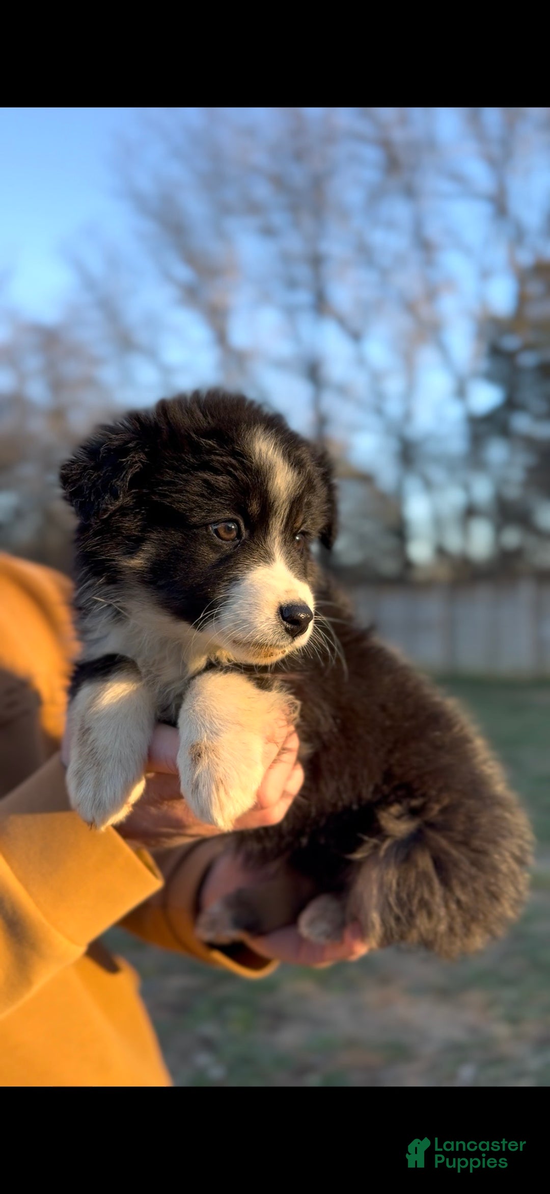 Miniature Australian Shepherd dogs for sale: Luna - Ad 3