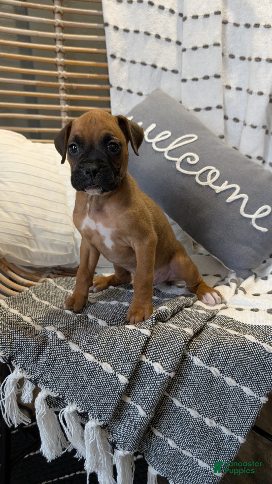 Boxer dogs for sale: Hunter - Ad 5