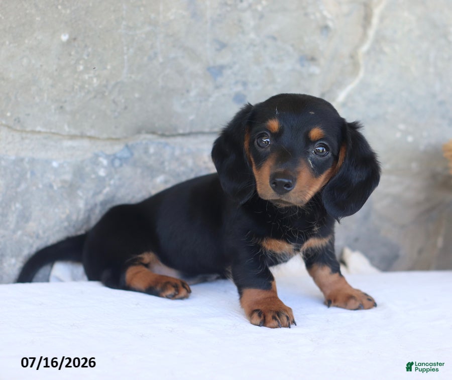Miniature Dachshund dogs Vicky - Ad 2