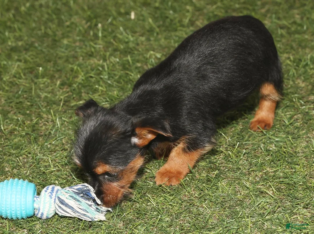 Yorkshire Terrier dogs for sale: Kane - Ad 5