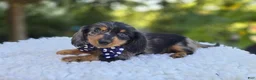 Miniature Dachshund dogs for sale: Bingo - Ad 6