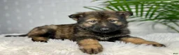 German Shepherd dogs for sale: Smoke  - Ad 6