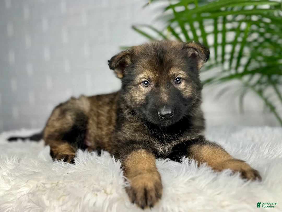 German Shepherd dogs for sale: Smoke  - Ad 6