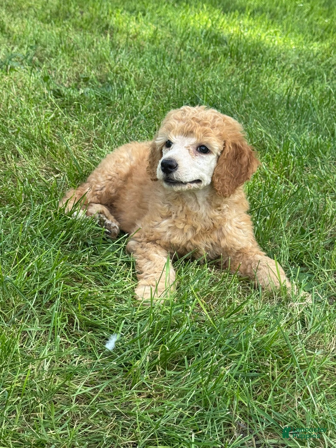 Standard Poodle dogs for sale: Standard Poodle Rose - Ad 1