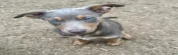 Australian Kelpie dogs for sale: Australian Kelpie 1/4 Mcnab Border Collie - Ad 2