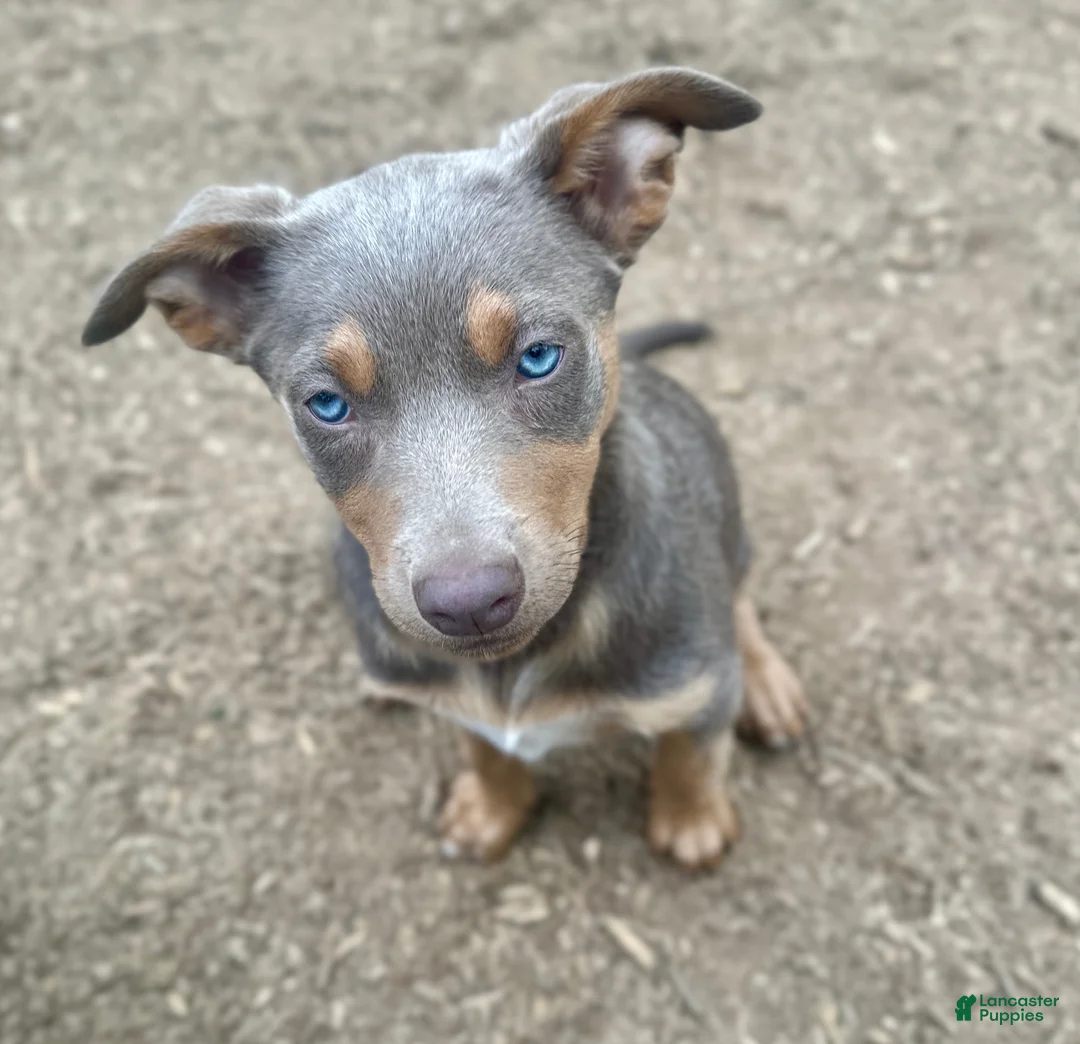 Australian Kelpie dogs for sale: Australian Kelpie 1/4 Mcnab Border Collie - Ad 2
