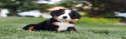 Bernese Mountain Dog dogs for sale: Denali - Ad 3