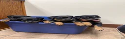 Rottweiler dogs for sale: Rottweiler 6 - Ad 8