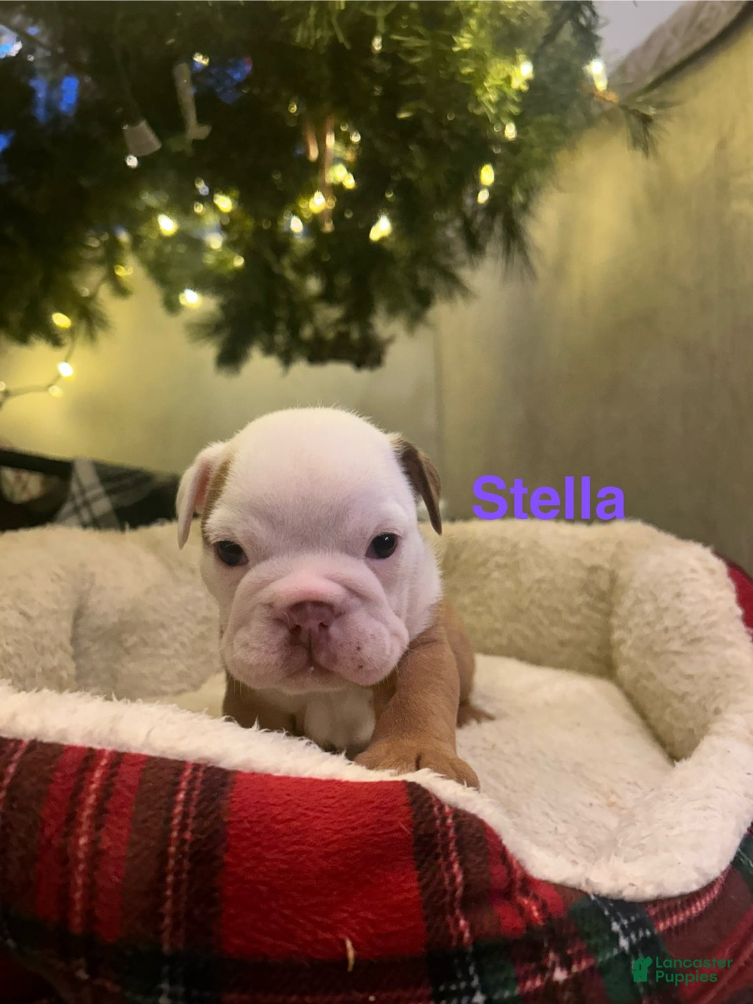 English Bulldog dogs for sale: Stella - Ad 3