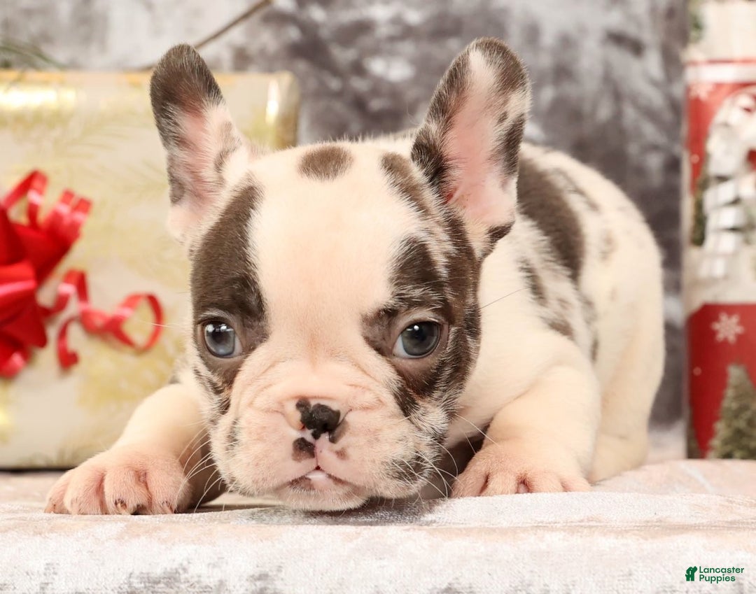 French Bulldog dogs for sale: Jenkins - Ad 7