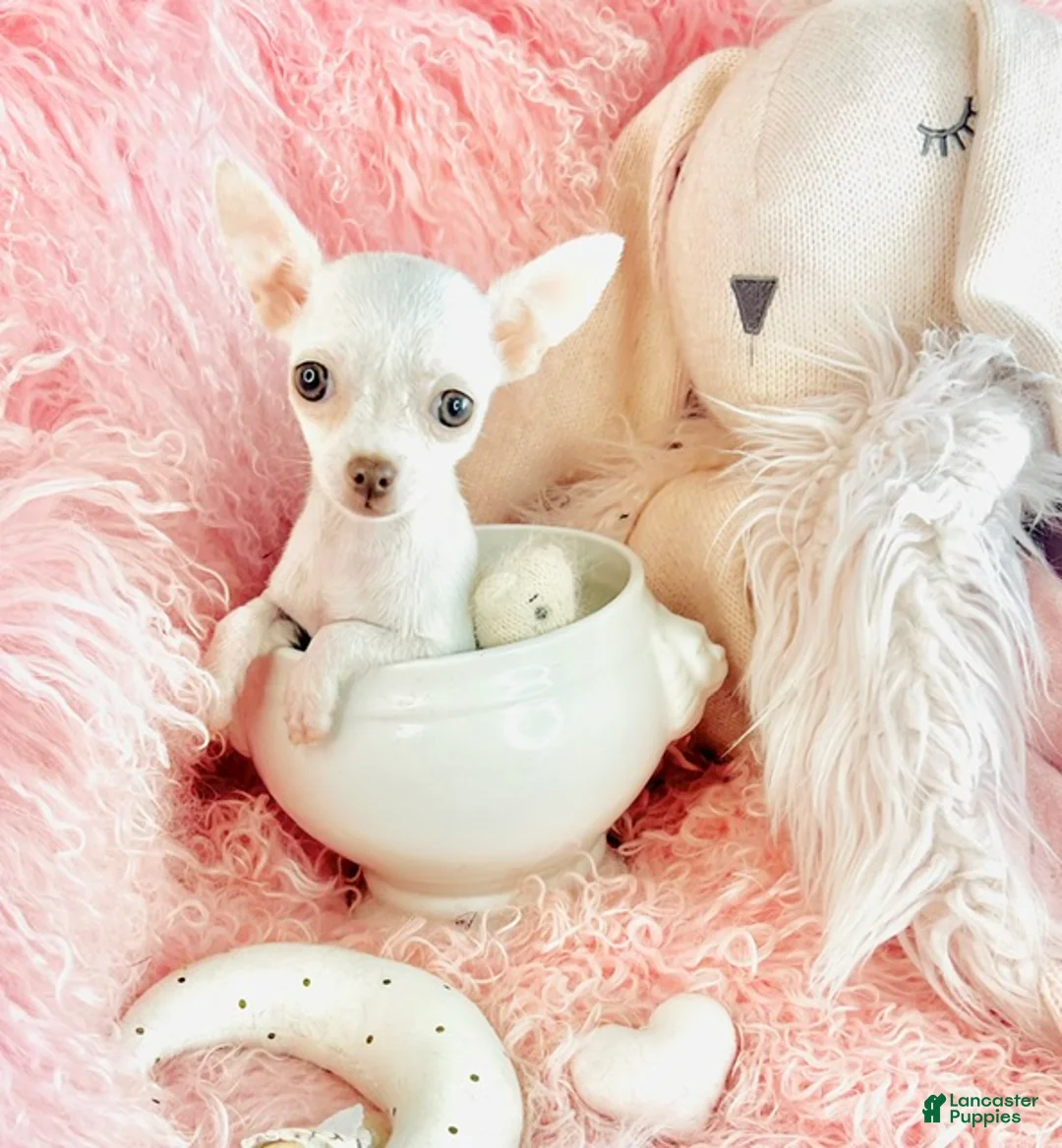 Chihuahua dogs for sale: Teacup White Chihuahua 1 - Ad 6