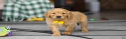 Golden Retriever dogs for sale: Ramco - Ad 6