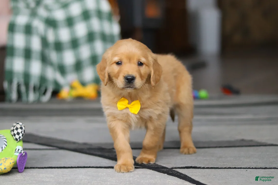 Golden Retriever dogs for sale: Ramco - Ad 6