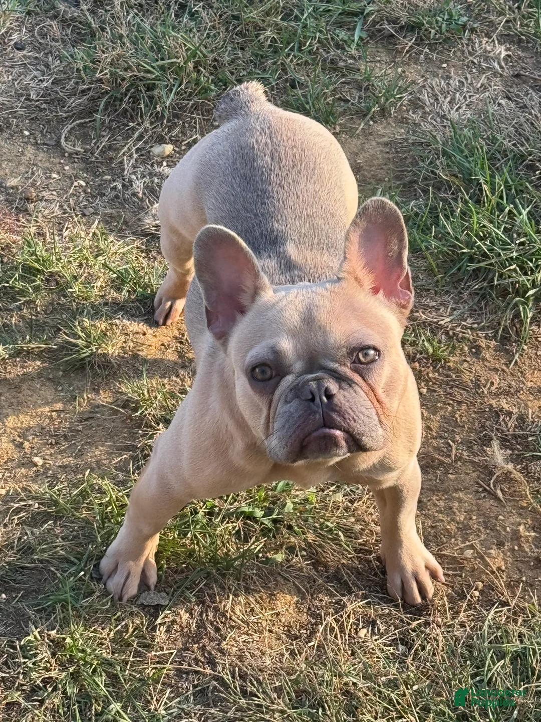 French Bulldog dogs for sale: Zina - Ad 1