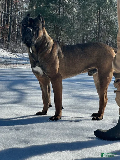 Gallery Image {{count}}