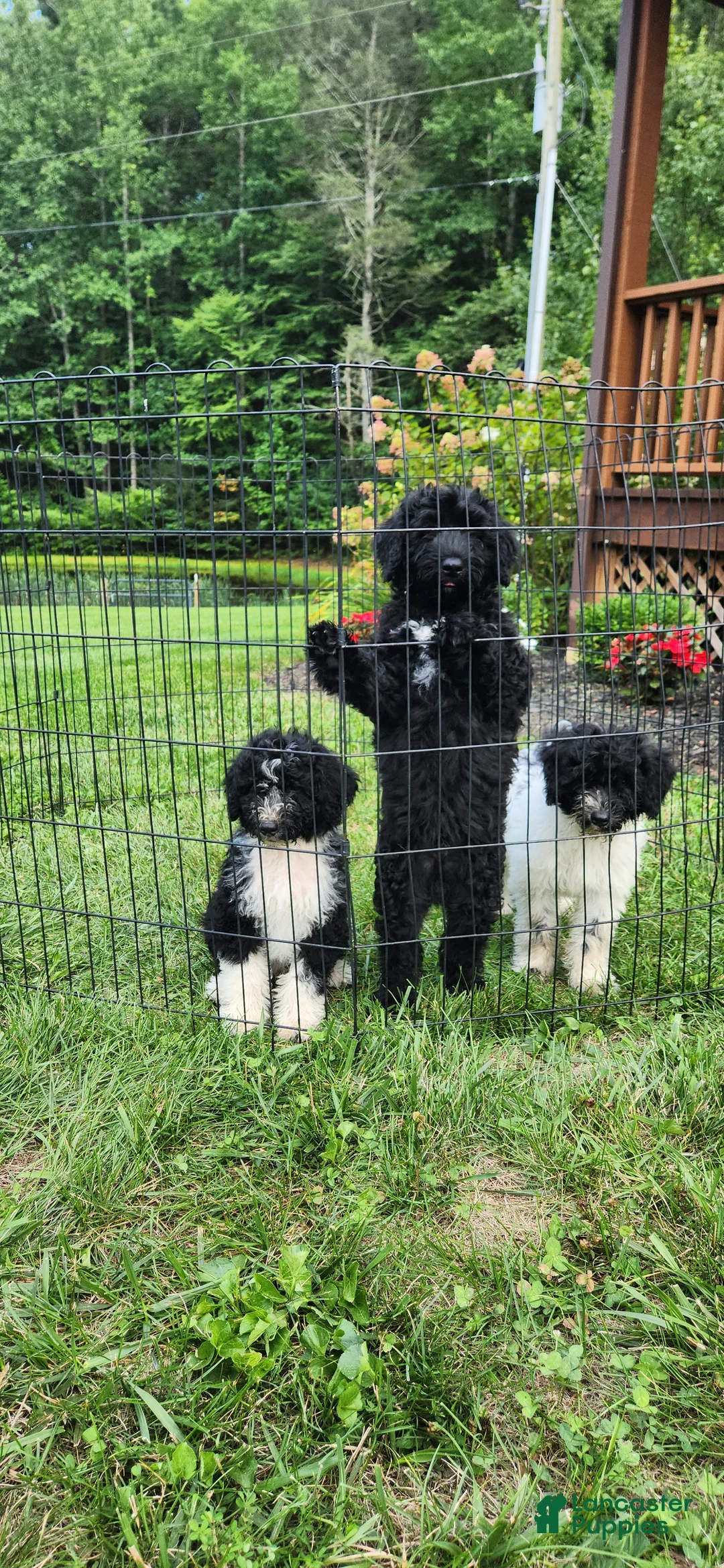 Portuguese Water Dog dogs for sale: Brownie  - Ad 7