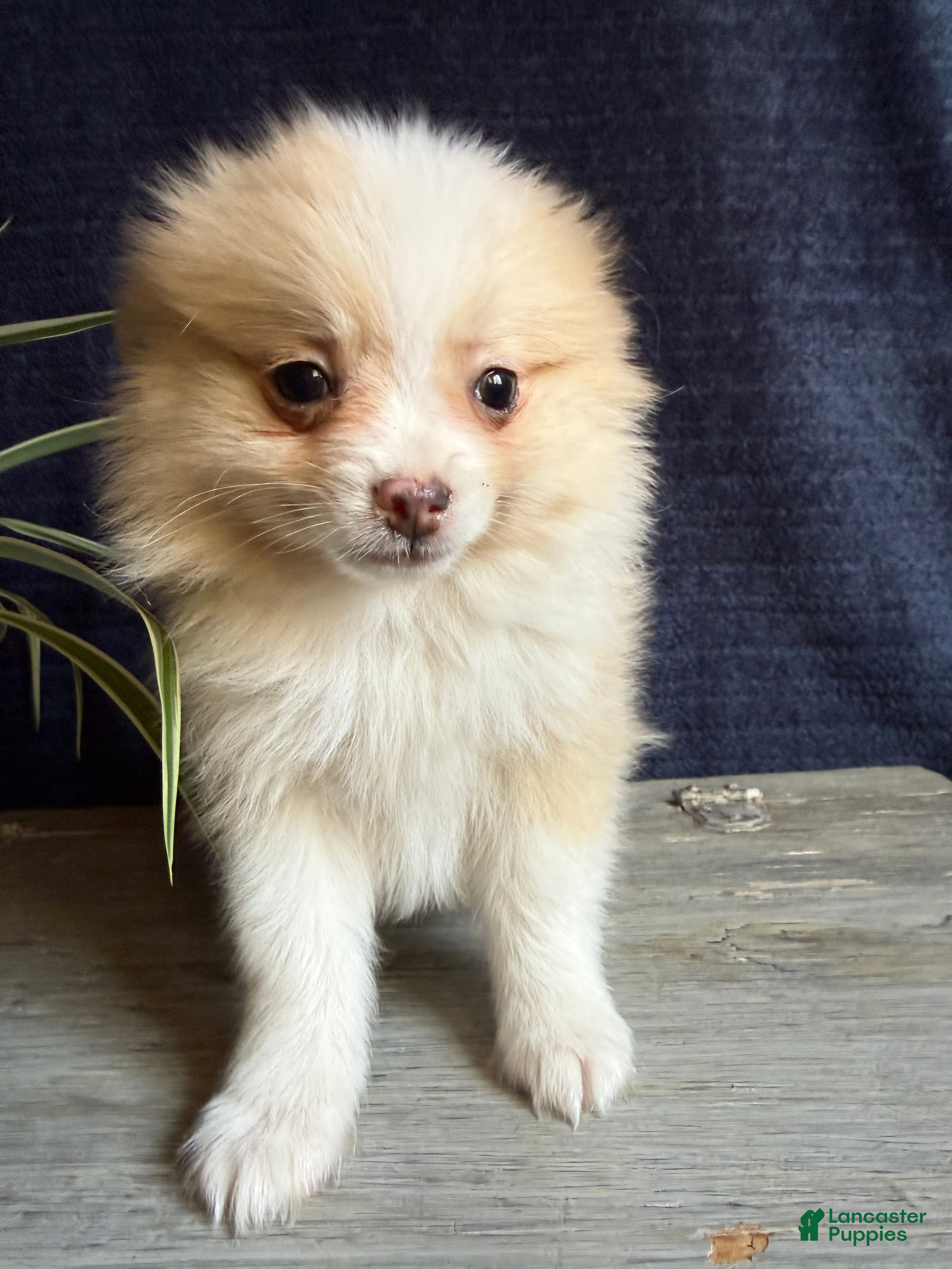 Pomeranian dogs Ryan - Ad 2