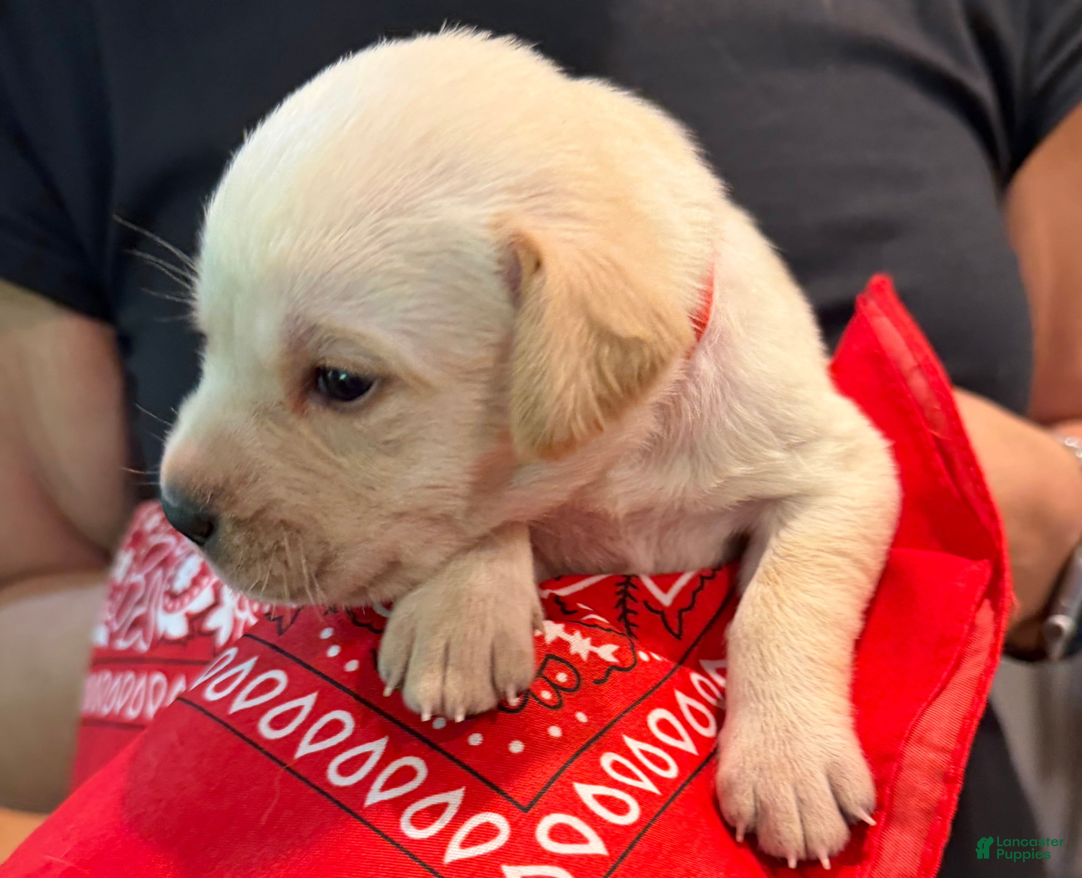 Labrador Retriever dogs Red - Ad 1