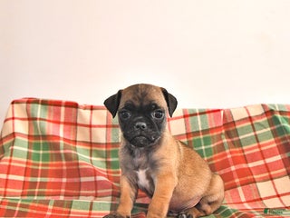 Jug dogs Marshal - Ad 5