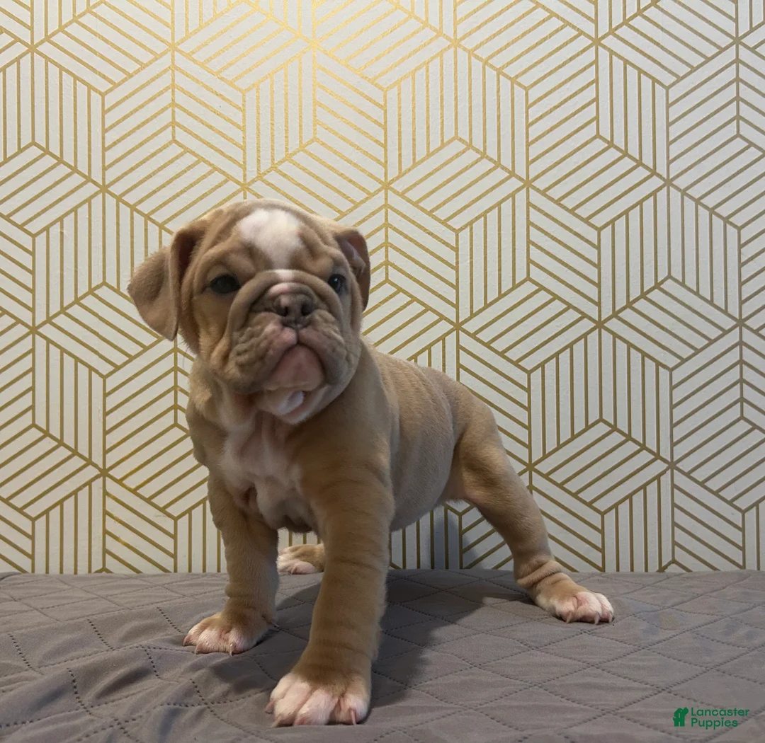 English Bulldog dogs for sale: Willow - Ad 3