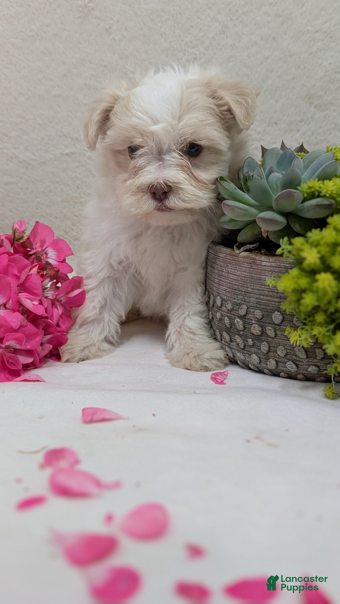 Havanese dogs for sale: Mya - Ad 13