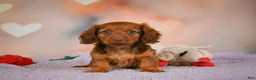 Dachshund dogs for sale: Alexa  - Ad 2