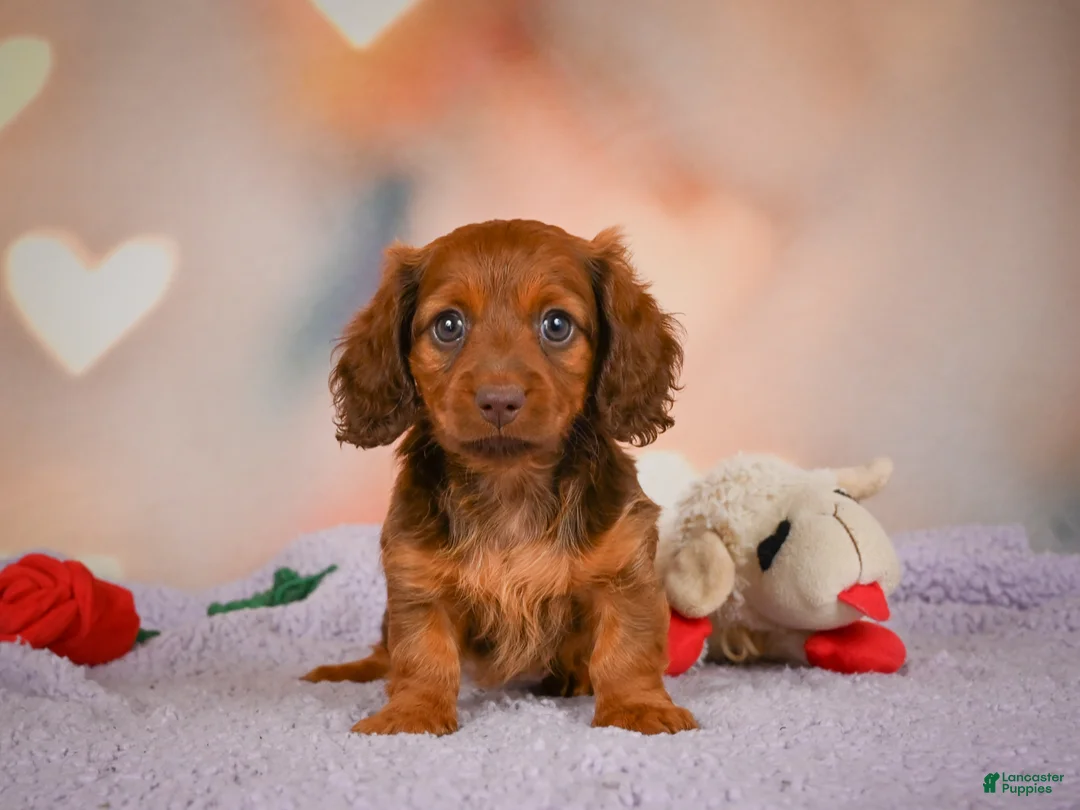 Dachshund dogs for sale: Alexa  - Ad 2