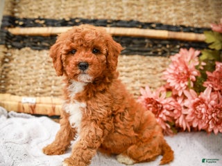 Miniature Labradoodle dogs - Ad 13