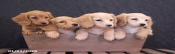 Miniature Dachshund dogs for sale: Lana - Ad 4