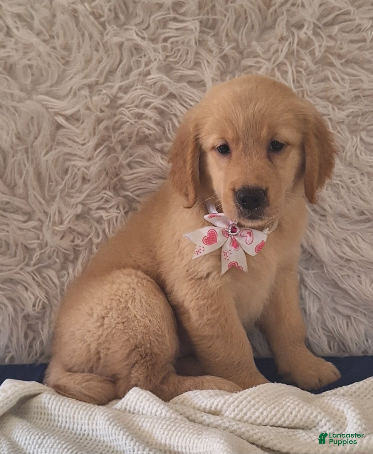 Golden Retriever dogs Macy - Ad 2