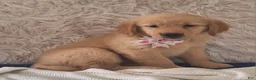 Golden Retriever dogs for sale: Macy - Ad 2