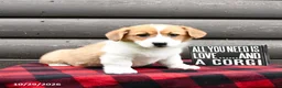 Welsh Corgi Pembroke dogs for sale: Mister - Ad 2