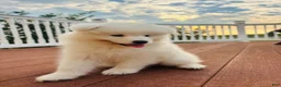 Samoyed dogs for sale: Finn - Ad 9